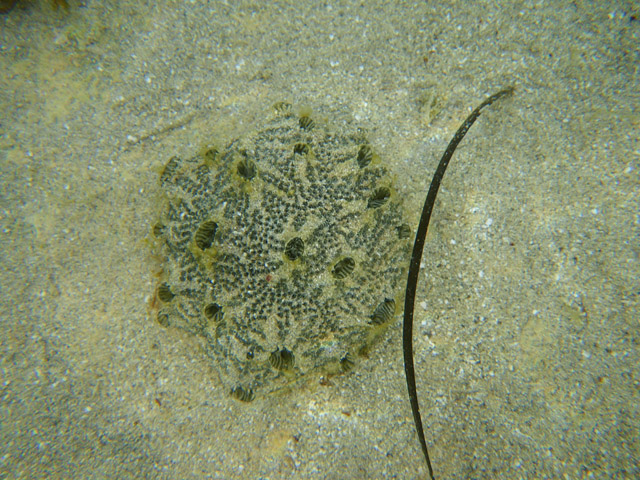 Identificazione invertebrato Tunisia (Kerkennah)